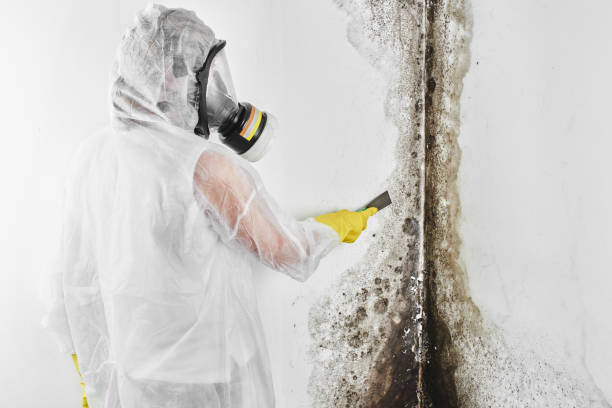 Best Industrial Mold Remediation in Decherd, TN