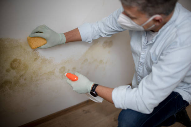 Best Attic Mold Remediation in Decherd, TN