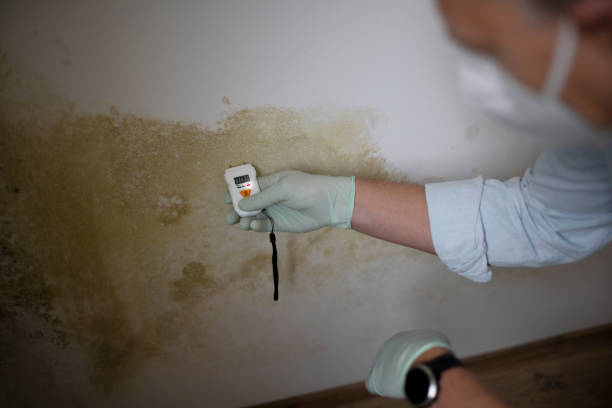 Best HVAC Mold Remediation in Decherd, TN