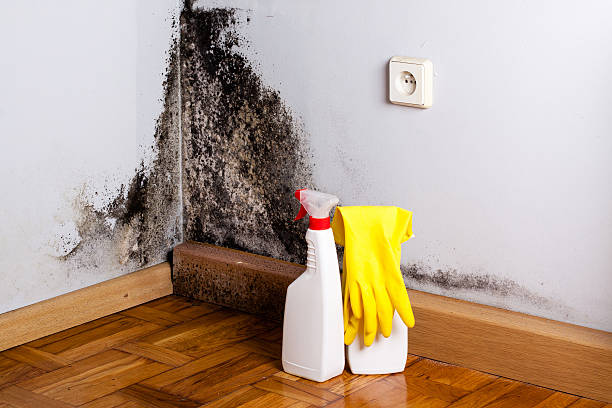 Best Commercial Mold Remediation in Decherd, TN